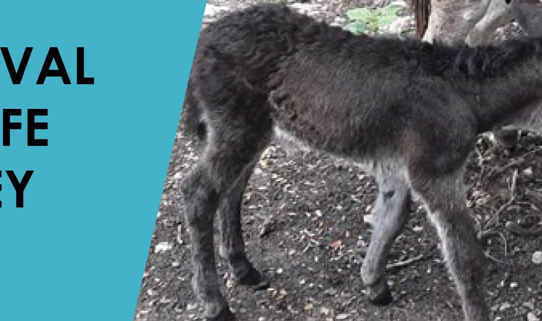 A new arrival at Green Life Llanrumney Farm