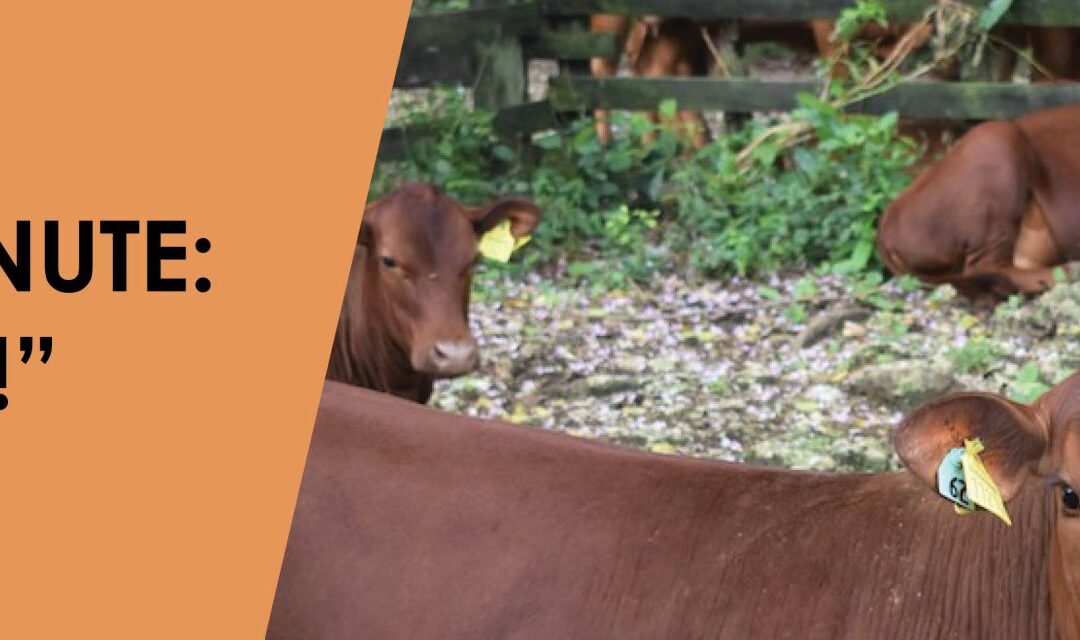 Marla’s Minute — Holy Cow!