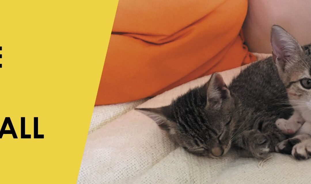 God’s Little Creatures, Great and Small