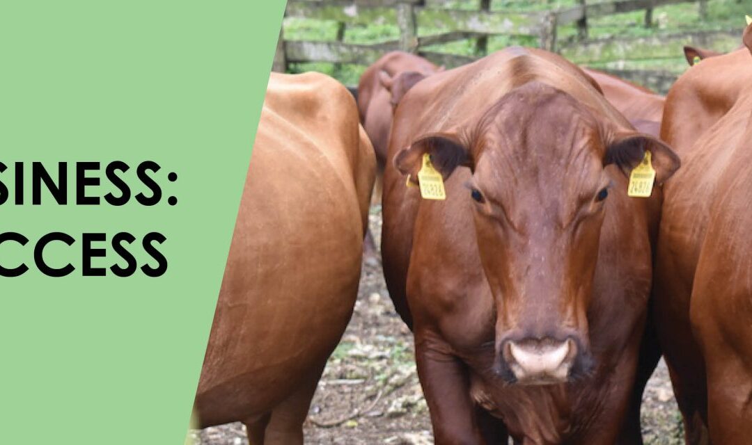 ACE Micro-Business: A Vision of Success