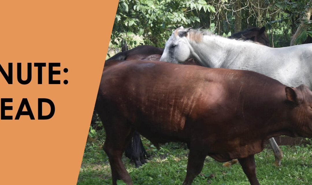 Marla’s Minute: Big Red is Dead