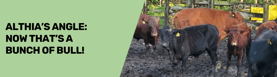 Now That’s a Bunch of Bull!