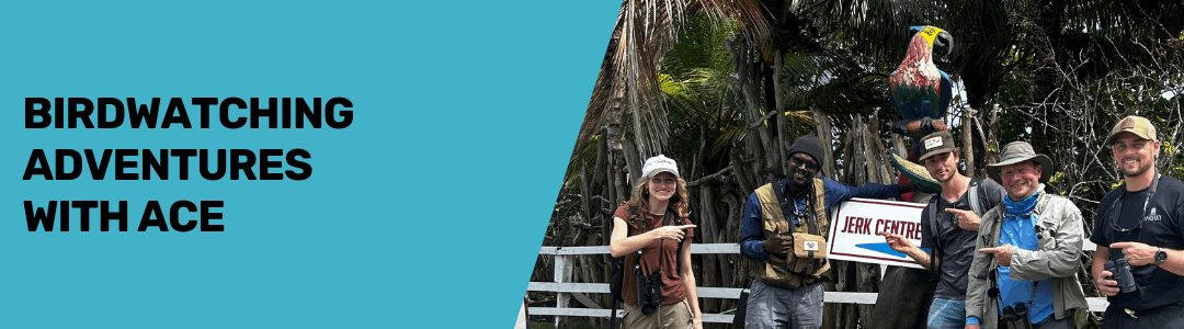 Birdwatching Adventures with ACE